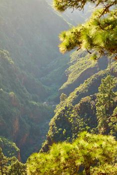 Landscape of branches on Scots pine tree in the mountains of La Palma, Canary Islands, Spain. Forestry with view of hills covered in green vegetation and shrubs in summer. Lush foliage on mountaintop