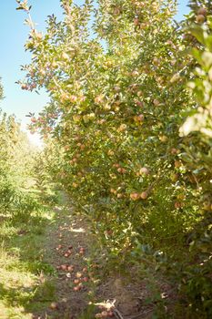 Fresh red apples growing in season on trees for harvest on a field of a sustainable orchard or farm outside on a sunny day. Juicy, nutritious and organic fruit growing in a scenic green landscape