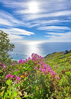 Landscape and blue ocean view during the day. Travelling abroad for beautiful scenery. Wild mountain flowers in South Africa called Regal geranium, Martha Washington geranium (pelargonium domesticum)