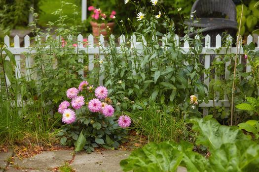 Fresh Garden dahlia flowers growing in a green garden in spring with a wooden gate background. Bunch of pink flowers in harmony with nature, tranquil flowerheads blooming in a zen, quiet backyard