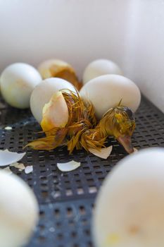 Process of hatching from goose eggs in the incubator. Close up of crack egg duck before birth.