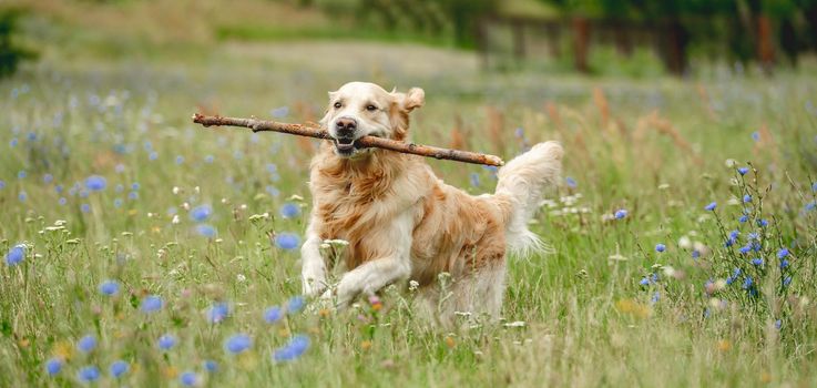 Cute dog running with stick