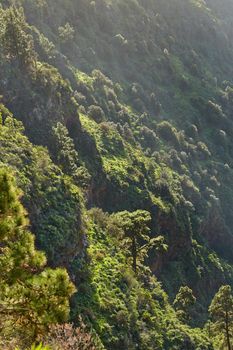 Landscape of pine trees in the mountains of La Palma, Canary Islands, Spain. Forestry with view of hills covered in green vegetation and shrubs in summer. Lush foliage on mountaintop and forest