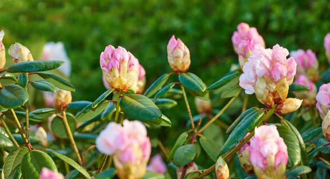 Rhododendron is a genus of 1,024 species of woody plants in the heath family, either evergreen or deciduous, and found mainly in Asia, although it is also widespread throughout the Southern Highlands of the Appalachian Mountains of North America.