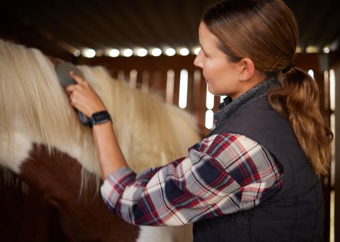 Good attitude is most important. a young woman brushing a horse in a barn.