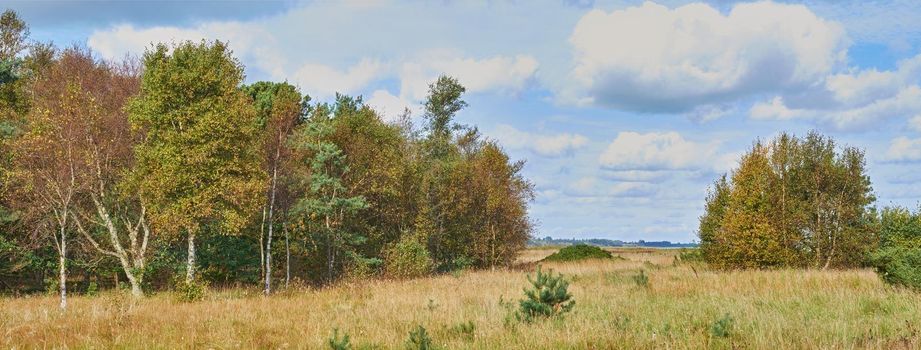 Copyspace and scenic landscape of grassy meadows and forest trees with a cloudy blue sky. Field and scrubs with brown grass during Autumn. View of remote grassland in the countryside in Sweden