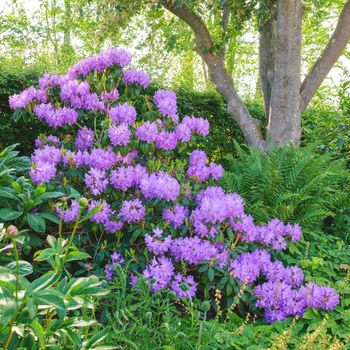 Purple Rhododendron flowers growing under a tree in a garden or forest outside in the sun. Closeup of flowering plants with vibrant petals and shrubs blossoming in nature during spring