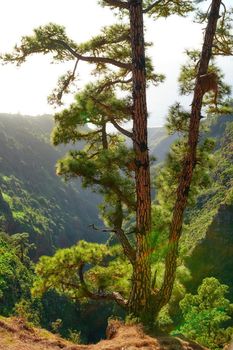 Pine tree in a forest on the mountains in summer. Landscape of trees on a sandy hill under bright sunlight. A wild empty environment on the mountain of La Palma, Canary Islands, Spain in autumn