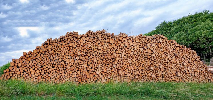 Deforestation in the woods.Tree logs stacked high in a forest with cloudy blue sky background. Rustic landscape with chopped and sawed firewood and timber material collected for the lumber industry.