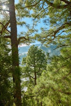 Pine forest trees in the mountains of La Palma, Canary Islands in Spain. Secluded mountain filled with greenery for hiking and backpacking on getaway vacation. Tourist travel destination in woods
