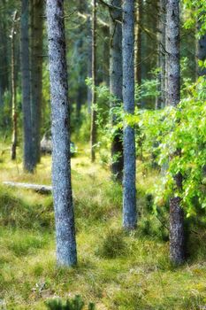 Wild pine trees growing in a forest with green plants. Scenic landscape of tall and thin wooden trunks with bare branches in nature during autumn. Uncultivated and wild shrubs growing in the woods
