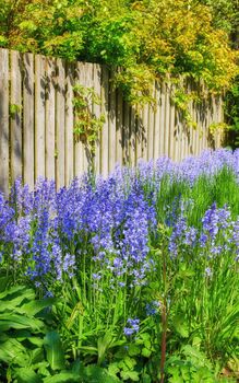 Closeup of fresh blue bell growing in a green garden in spring with a wooden fence background. Purple flowers blooming and blossoming in harmony with nature. A tranquil, wildflower bed in a backyard