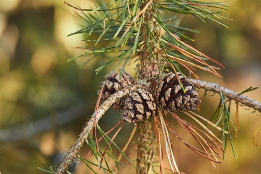 Closeup of Pinecones growing on a pine tree in a quiet forest against a blurry background. Macro details of pine cones in harmony with nature, tranquil wild textures and shapes in zen, quiet woods