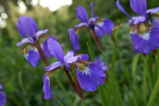 Purple iris flowers growing in a botanical garden outdoors during spring. Scenic landscape of plants with vibrant colourful petals blossoming in nature. Scenic landscape of beautiful blooms in nature