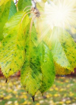 A closeup of the suns rays shines through the green and yellow leaves on the branches of the tree. Woods with dry, texture foliage in a serene, secluded meadow or natural environment in autumn
