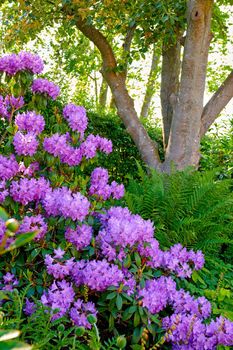 Purple Rhododendron flowers growing in a botanical garden in summer. Beautiful bush of violet flowering plants blossoming on the countryside. Flora blooming and sprouting in a lush grassy meadow