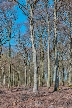 Empty forest with tall dry trees with a blue sky background on an autumn day. A landscape of nature in the woods with leafless plants and arid land on a cold, winter afternoon