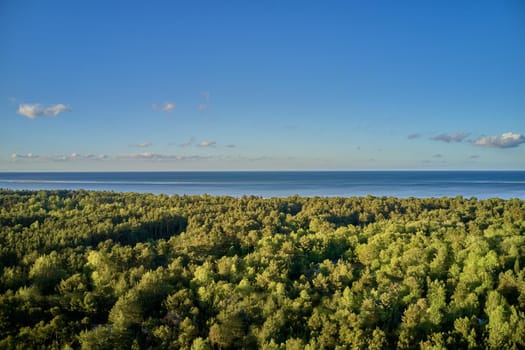 Springtime forest by the sea of Kattegat, Denmark. A photo of green and lush forest in springtime by the sea of Kattegat, Denmark.