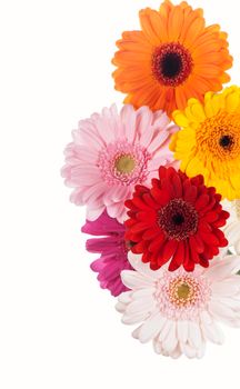 Daisy flower gerbera bouquet isolated. Colourful Gerbera daisies on a sparkly pastel background