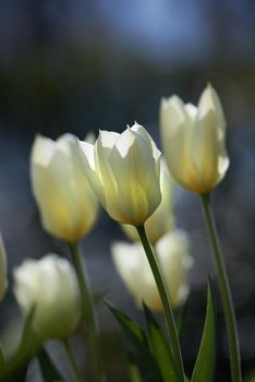 White tulip flowers growing in a backyard garden. Beautiful flowering plants beginning to blossom on a green field. Bush of pretty flora blooming and sprouting in a meadow in the countryside