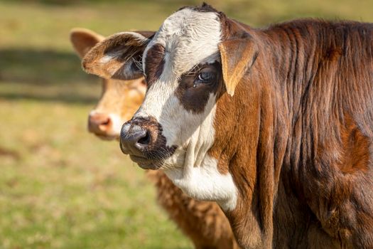 Sad Cow close-up in Rio Grande do Sul pampa, Southern Brazil countryside