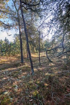 Pine trees growing in a forest with dry grass and plants. Scenic landscape of tall and thin wooden trunks with bare branches in nature during autumn. Uncultivated and wild shrubs growing in the woods