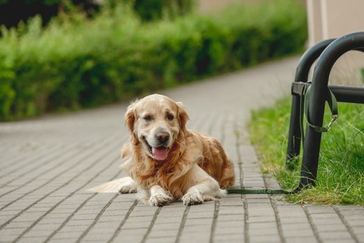 Golden retriever dog outdoors