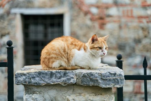 Homeless ginger cat lying on a stone pillar