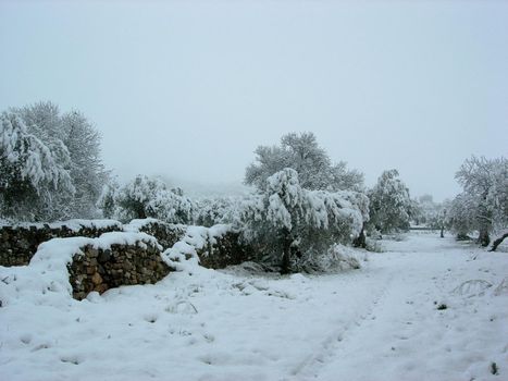 Snowy landscape on a winter day