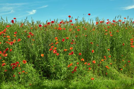 Wheat fields with poppies in early summer. A photo of poppies in the countryside in early summer.