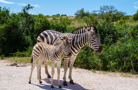 Zebra in the Africa, Addo Elephant park South Africa, Family of zebra in addo elephant park, zebra family