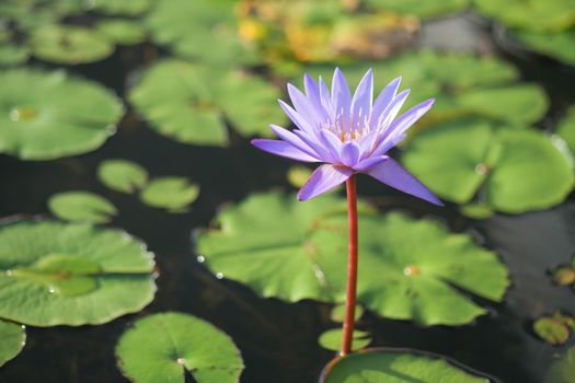 purple color water lily or lotus flower,