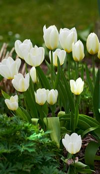 The first signs of spring. beautiful white tulips in a garden in early springtime.