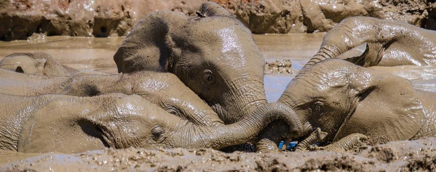 Elephants bathing, Addo Elephant Park South Africa, Family of Elephants in Addo Elephant park, Elephants taking a bath in a water poolwith mud. African Elephants
