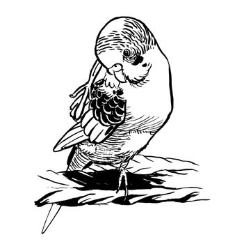 Black and white ink illustration of a budgie parakeet bird.