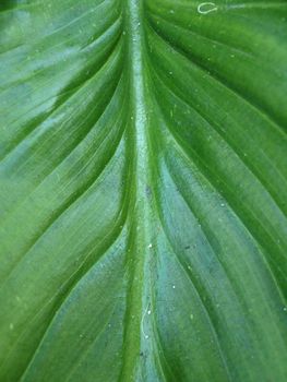 Macro of the surface of a green leaf
