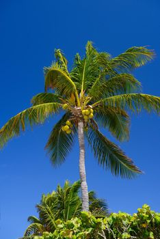 Cocos palm with cocos nuts in Playa del Carmen, Mexico