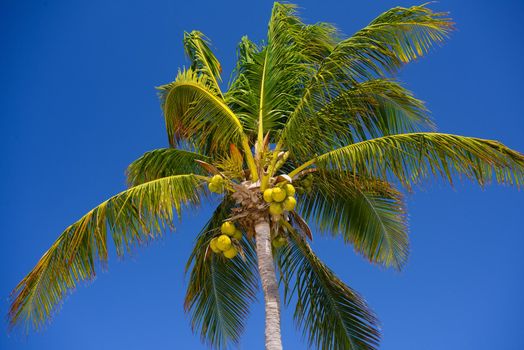 Cocos palm with cocos nuts in Playa del Carmen, Mexico