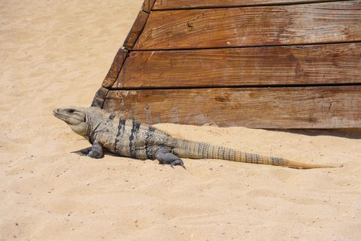 Iguana lizard on a sandy beach near Cancun, Mexico