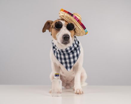 Jack Russell Terrier dog dressed as a Mexican.