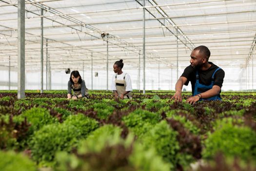 Diverse group of professional farmers checking plants development in hydroponic enviroment