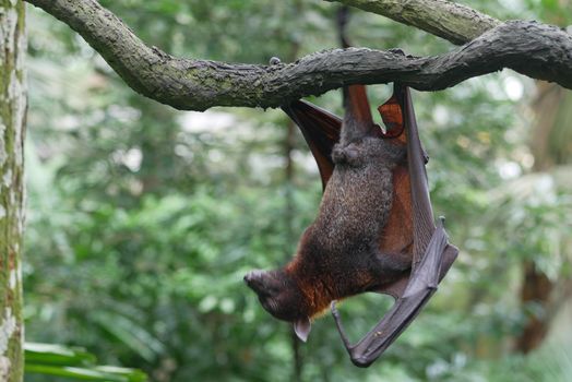 a bat hanging from a branch