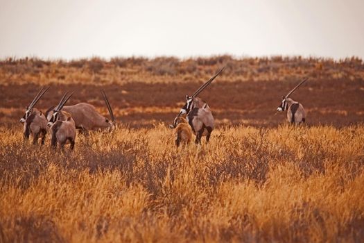 Herd of Kalahari Oryx 5088