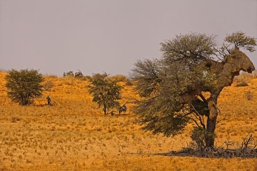 Oryx (Oryx gazella) in desert heat 5013