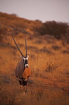 Lone Kalahari Oryx 5090