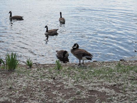 mallard wild ducks in a pond of water