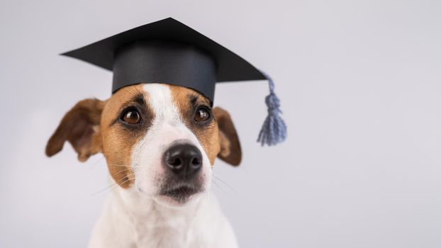 Cute dog jack russell terrier in an academic cap on a white background.