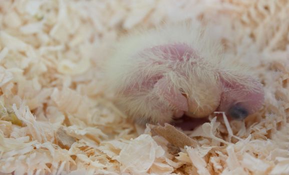 Newly hatched cockatiel chick with closed eyes in sawdust