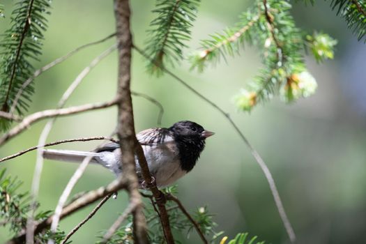 Dark-eyed junco sitting on a branch staring out