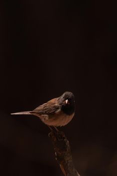 Dark-eyed junco sitting on a branch staring out with a black background